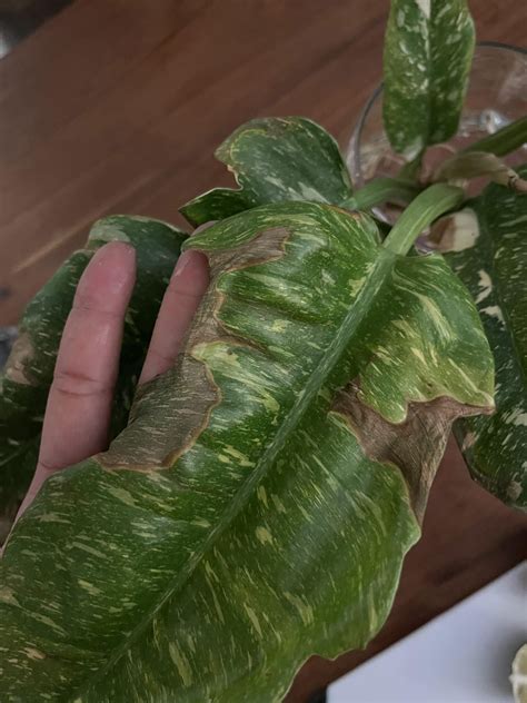 Fertilizer Burn Help R Plantclinic