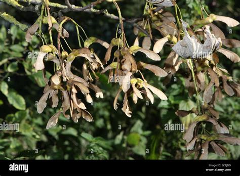 Sycamore maple tree seeds hi-res stock photography and images - Alamy