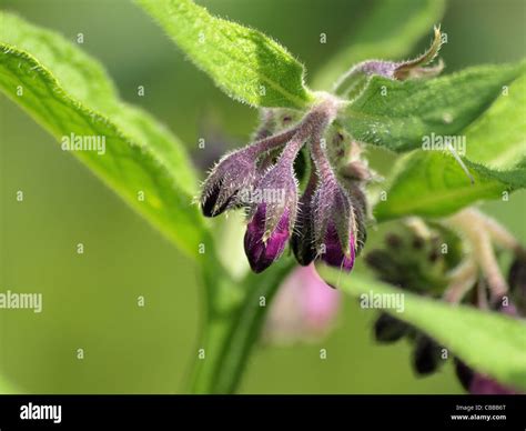 Common Comfrey Quaker Comfrey Symphytum Officinale Echter Beinwell