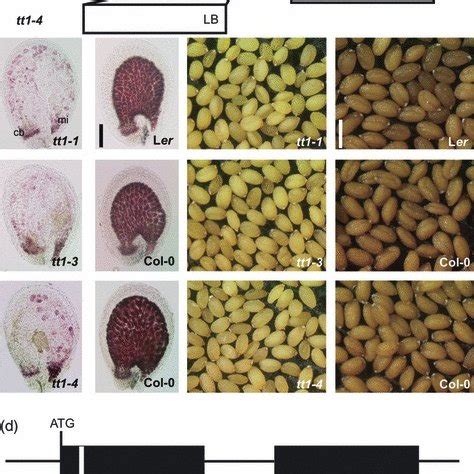 Phenotypic And Genetic Characterisation Of Tt Alleles A Structure