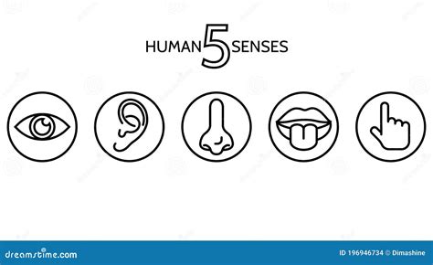 Two Sets Of Icons Representing The Five Senses Stock Illustration