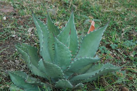 Agave Durangensis Jej