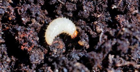 Tiny White Bugs In Soil: How To Remove And Stop Them Returning | GearTench