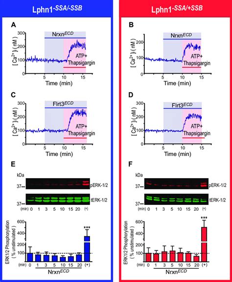 Intracellular Calcium Concentrations And ERK1 2 Phosphorylation Levels