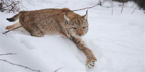 La Reintroduzione Della Lince Nelle Alpi Giulie Lifegate