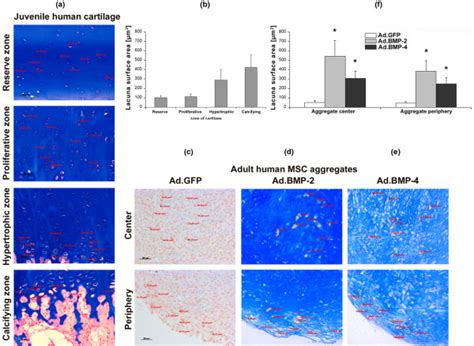 Analysis Of Hypertrophic Cell Morphology In Msc Pellets After