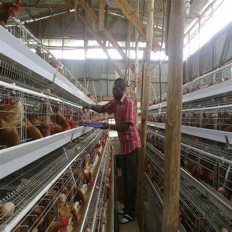 A Type Layer Chicken Cage Laying Hens Cages For Egg Poultry Farming