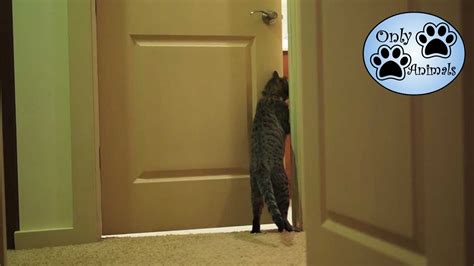 Clever Cats Opening Doors Compilation Youtube