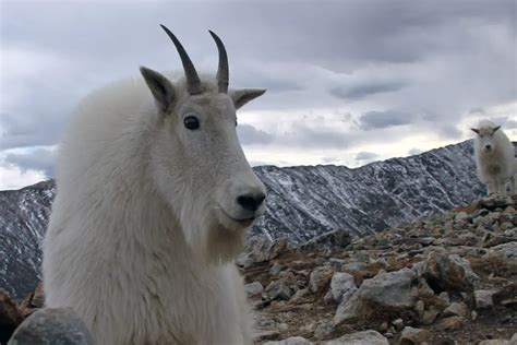 Mountain Goat Facts | Anatomy, Diet, Habitat, Behavior - Animals Time