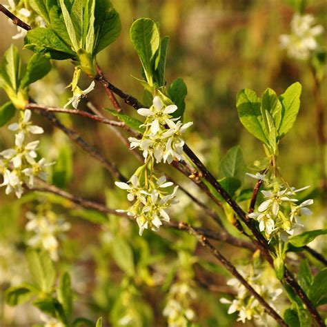 Oemleria Cerasiformis Government House Rockland Neighbour Flickr