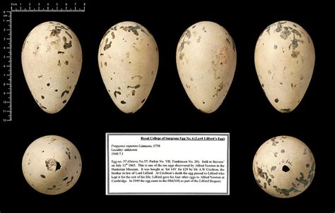 Lord Lilford S Great Auk Egg Photograph By Natural History Museum