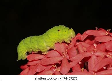 Mopani Worms: Over 139 Royalty-Free Licensable Stock Photos | Shutterstock