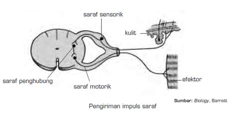 Sistem Saraf Pada Manusia (Sel Saraf, Impuls, Sinapsis, Selaput Mielin ...