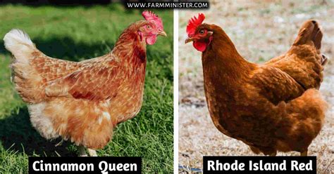 Cinnamon Queen Vs Rhode Island Red The Key Differences