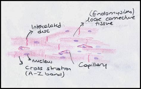 Muscle Tissue