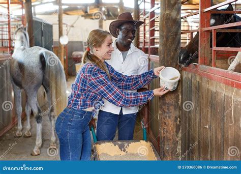 Man And Woman Feeding Horses Stock Photo Image Of Occupation