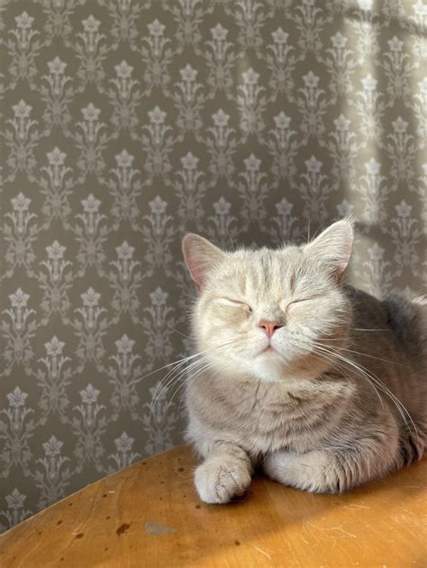 Psbattle Cat Soaking Up The Sun Rphotoshopbattles