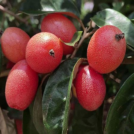 chi ban giong cay nhot chua nhot ngot uy tin gia