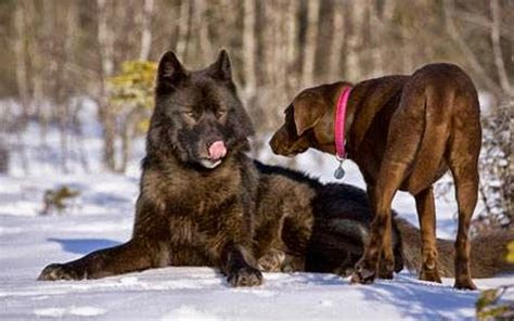 Two Largest Wolves Ever Caught On Tape - Sasquatch Chronicles