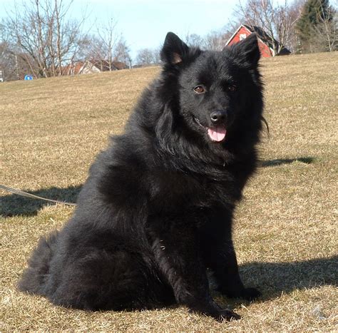 Swedish Lapphund dog in nature photo and wallpaper. Beautiful Swedish Lapphund dog in nature ...