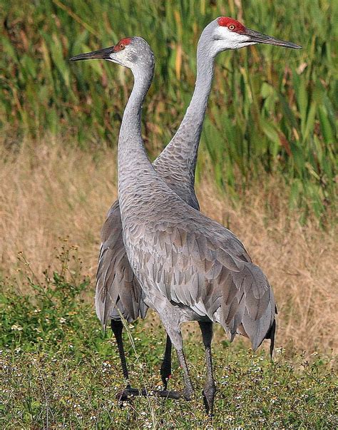 A Sandhill Crane Pair Photograph By Ira Runyan Pixels