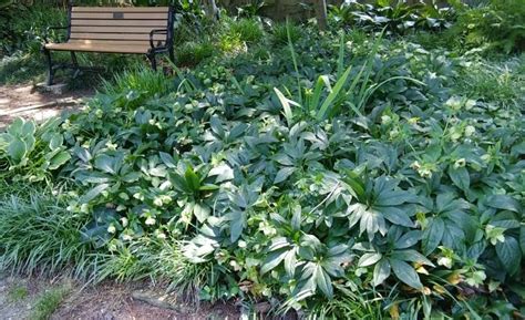 Hosta Companion Plants Growing Hostas With Shade Loving Plants