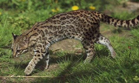 Tigrillo Nebuloso Nueva Especie De Felino En Venezuela La Pluma