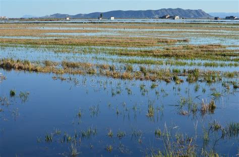 El Parque Natural Albufera Un Humedal De Importancia Internacional En