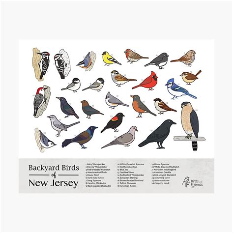 New Jersey State Bird Drawing Ubicaciondepersonascdmxgobmx