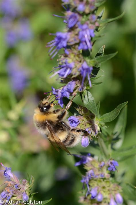 I have never seen so many bumblebees before or Tolkien’s hat – A