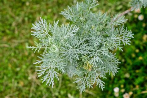 12 Amazing Health Uses of Wormwood & How to Use at Home