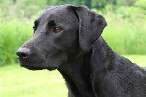 German Shepherd Lab Mix Training | PETSIDI