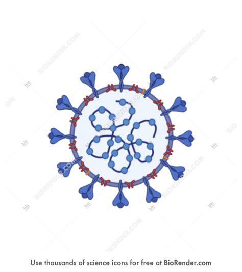 Free Coronavirus COVID 19 Icons Symbols Images BioRender