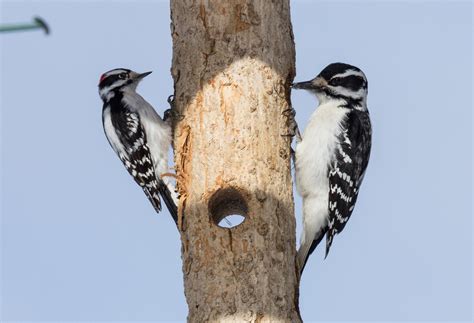 Great Backyard Bird Count Identification Primer - eBird Wisconsin