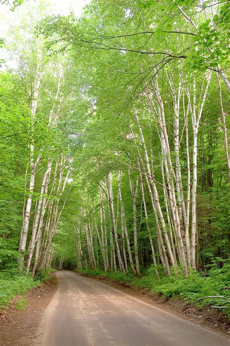 Birch Trees In Michigan Photograph By James C Richardson