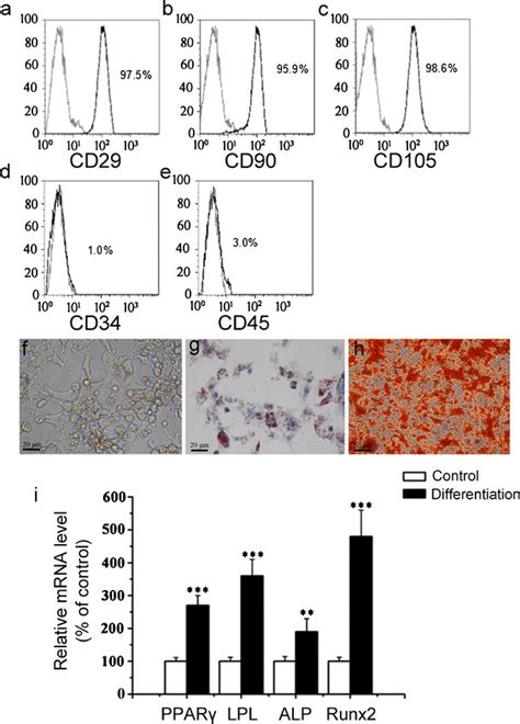 Characterization Of Rat Adscs Ae Flow Cytometry Analysis Of The Download Scientific Diagram