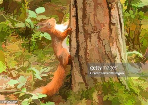 Squirrel Tree Drawing Photos and Premium High Res Pictures - Getty Images