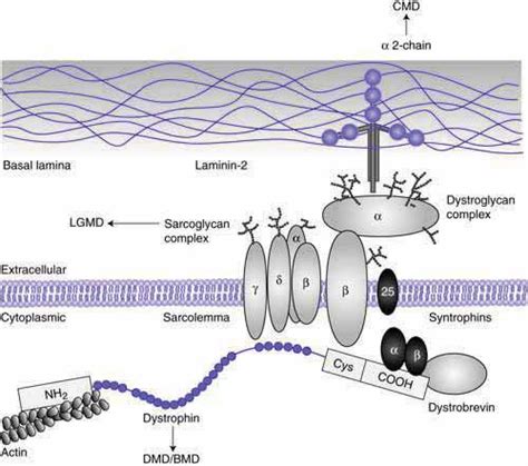 Schematic Drawing Of The Dystrophin Glycoprotein Complex Mediating