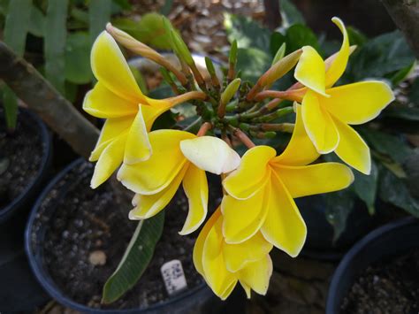 Propagating Plumeria Gardening In La