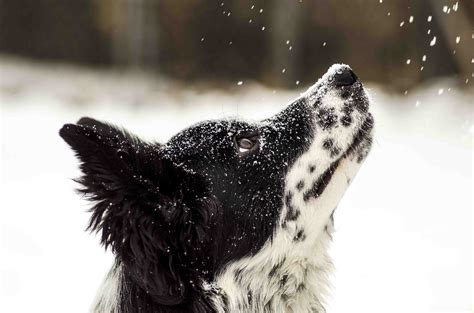 Interesting Photo Of The Day Dog Experiences Snow For The First Time