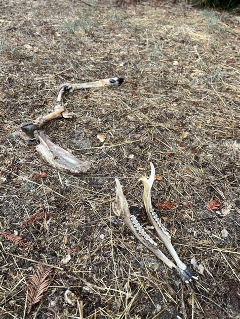 Deer Remains In My Backyard Santa Cruz Ca Rnatureismetal