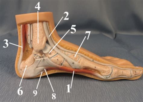 Half Foot Medial View Diagram Quizlet