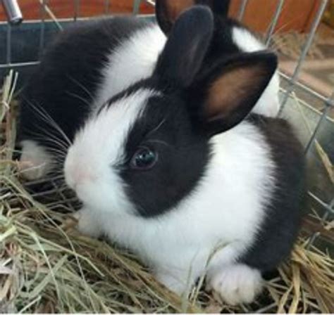 Rex Harlequin Dutch Rabbits Rabbits For Sale