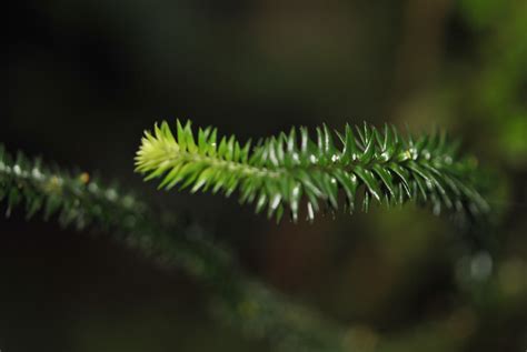 Lycophytes | Ferns and Lycophytes of the World