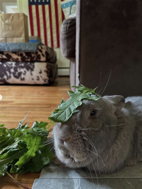 Links 11 10 2025 Naked Capitalism