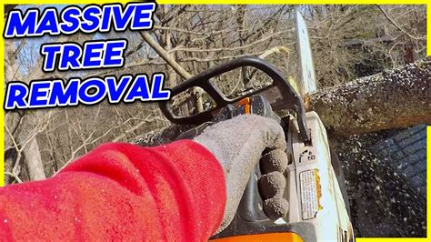 Massive Tree Removal Anthonys Tree Removal Habitually Henry Youtube