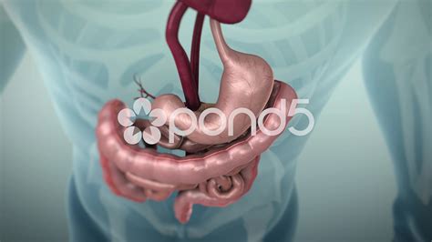 3D Models Will Soon Replace The Classic Diagram Of The Gastrointestinal Tract - RYZE Superfoods