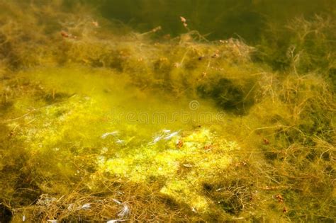 The Texture Of Slime And Algae Under Water Stock Photo Image Of