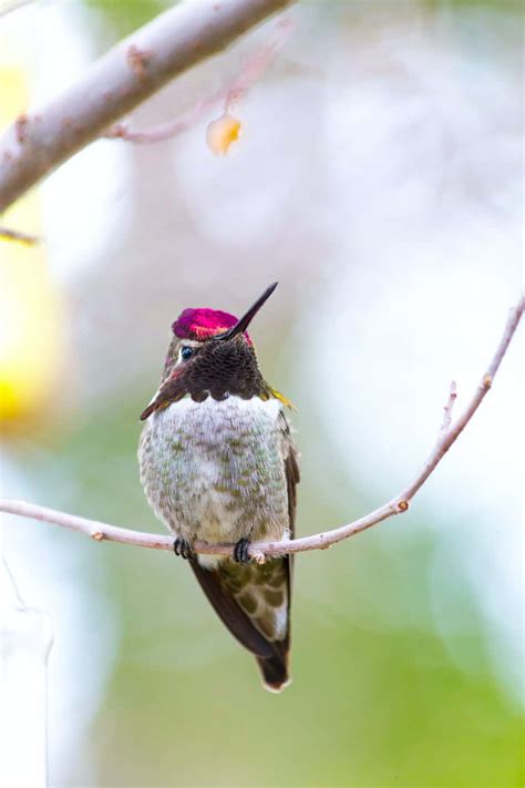 Hummingbird Migration Guide: The World's Tiniest Bird's Lonely and Treacherous Journey - Birding ...