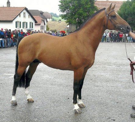 Elevage du Peupé Chevaux Franches Montagnes